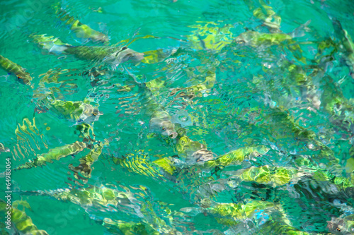 Tropical Fish in water