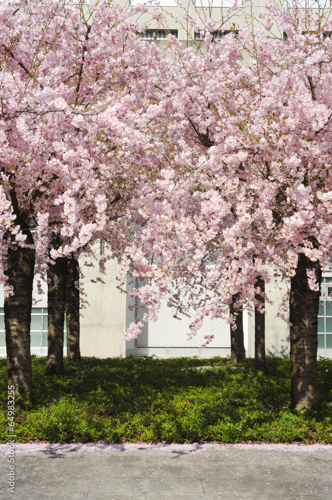 Naklejka premium Peach tree in bloom