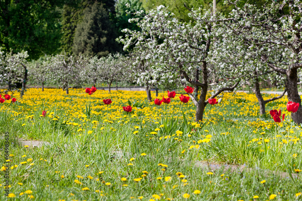 Obraz premium Green fields and flowering trees, spring, flowers, beauty