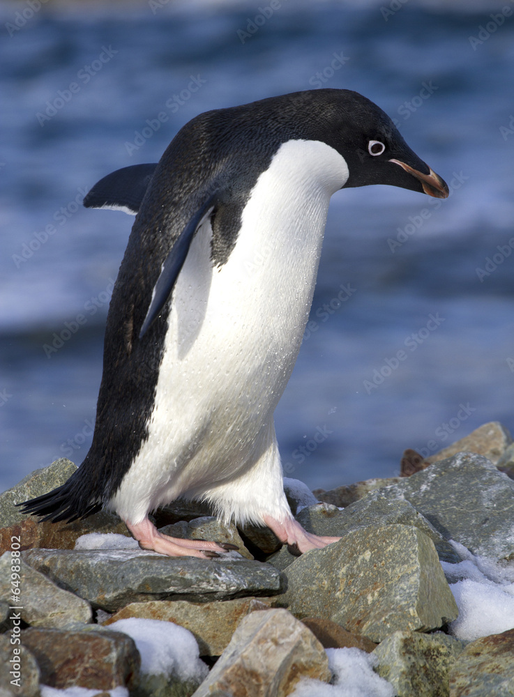 Obraz premium Adelie penguin walking on the rocks