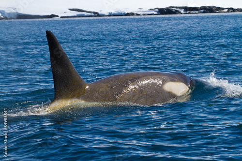male killer whales