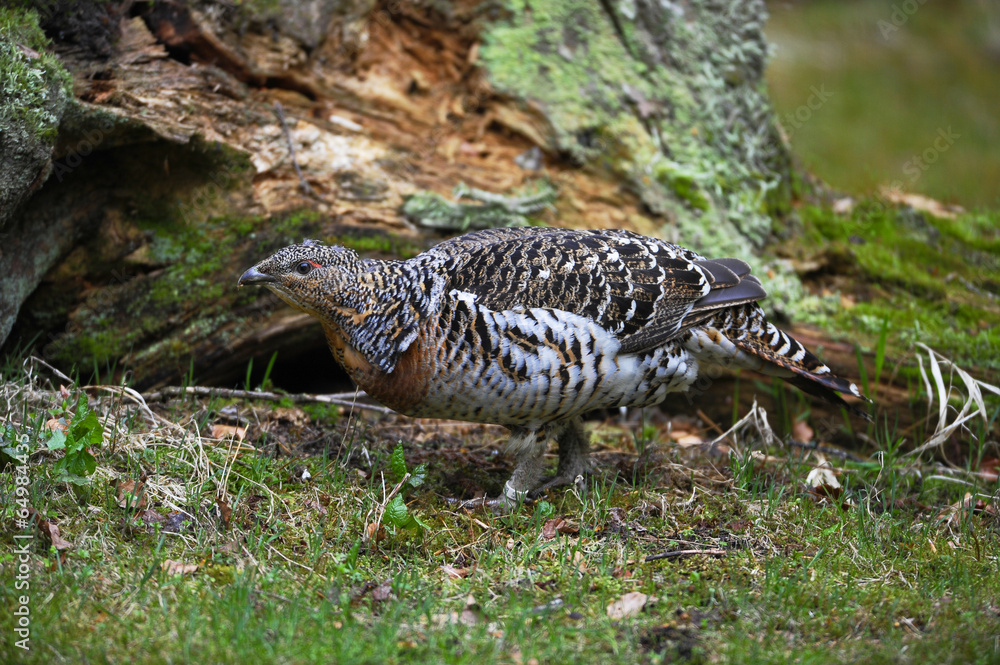 Obraz premium Auerhuhn getarnt