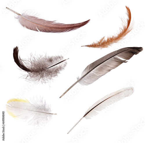 set of six isolated color feathers