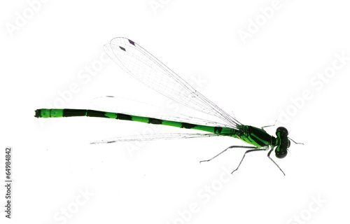 isolated small green and black dragonfly