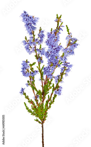 blossoming blue heather branch isolated on white