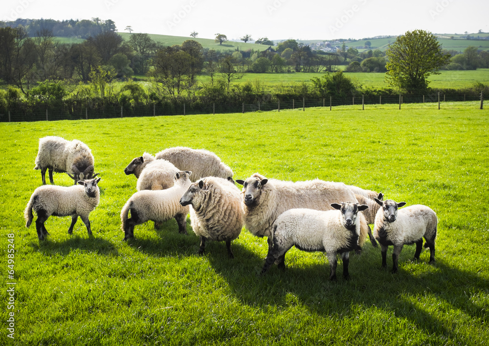A ram, and flock of sheep. Rural farmland, Devon. A ram, and flock of sheep. Rural farmland, Devon.