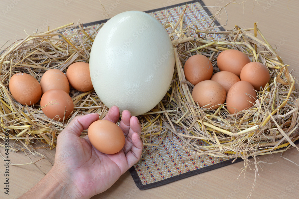 ostrich egg and chicken eggs Stock Photo