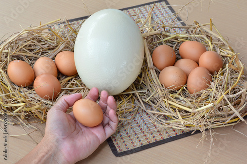 ostrich egg and chicken eggs