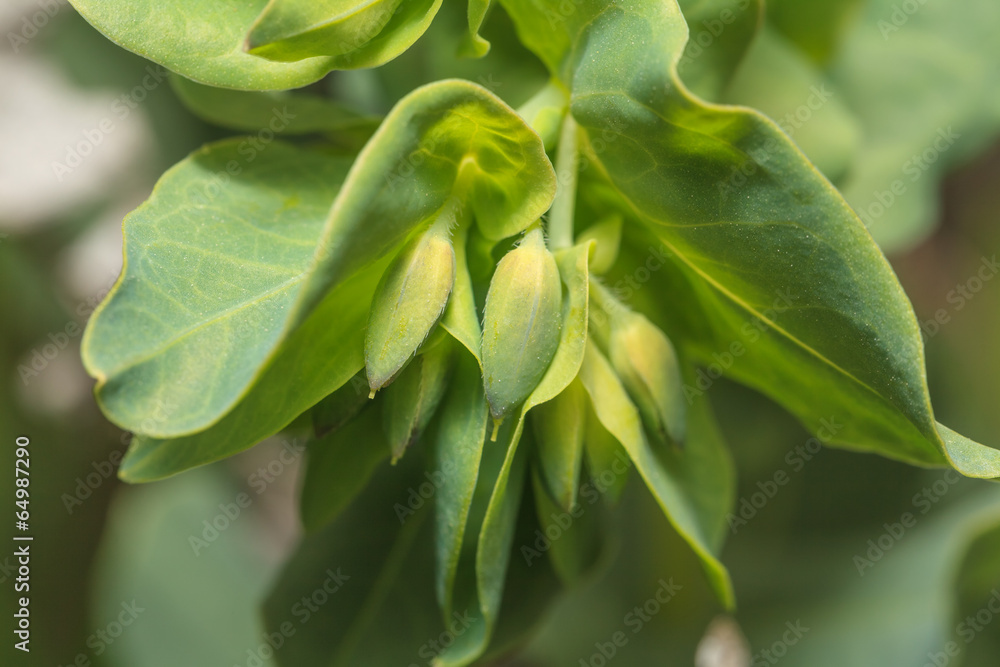 Obraz premium Green flower bud