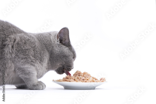 Katze beim Fressen / Nassfutter für Katzen