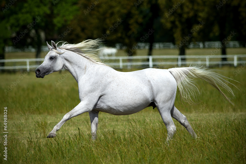 running horses