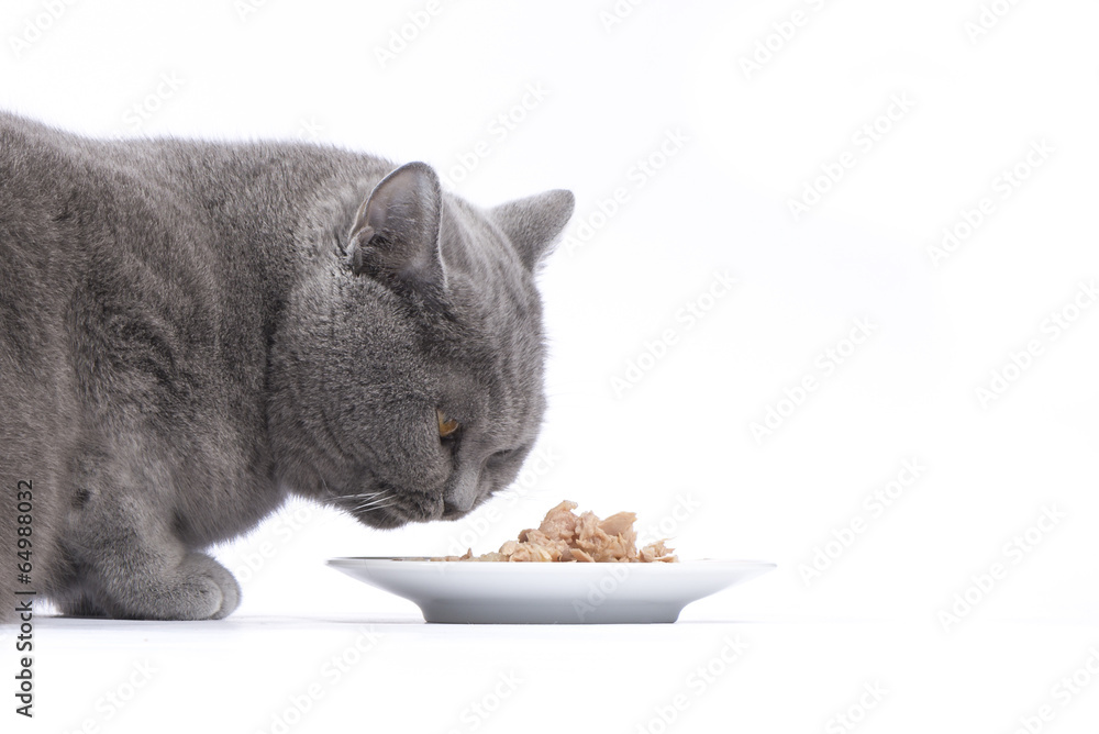 Katze beim Fressen / Nassfutter für Katzen StockFoto Adobe Stock