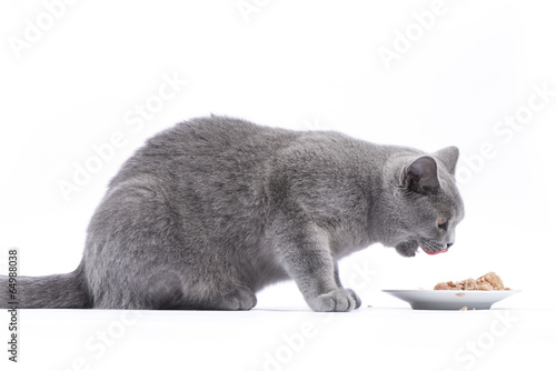 Katze beim Fressen / Nassfutter für Katzen