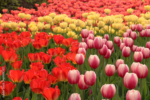 Spring tulips in full bloom  Tulip Festival in Ottawa  Canada