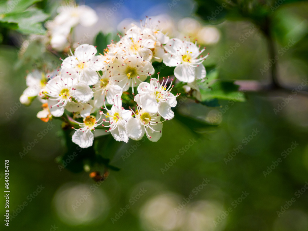 Blooming hawthorn