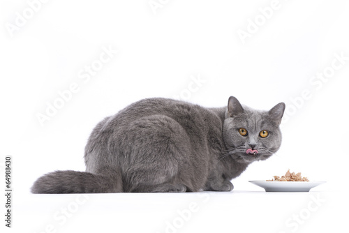 Katze beim Fressen / Nassfutter für Katzen