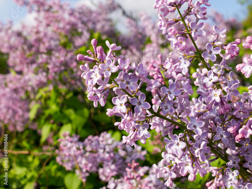 Blooming lilacs © AlGol
