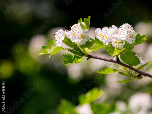 Blooming hawthorn