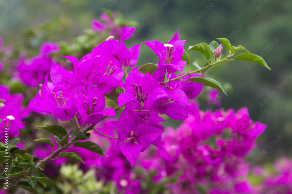 Flowering  Bougainvillea