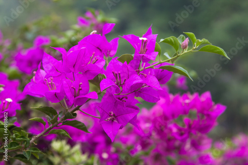 Flowering Bougainvillea