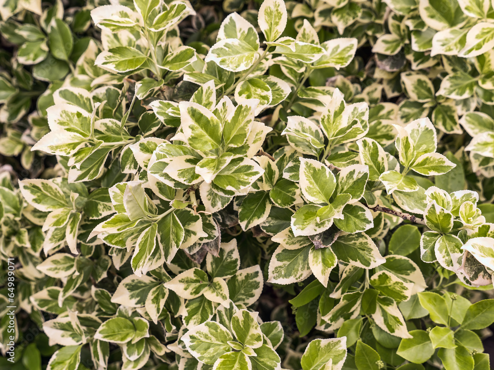 Winter creeper Winter creeper