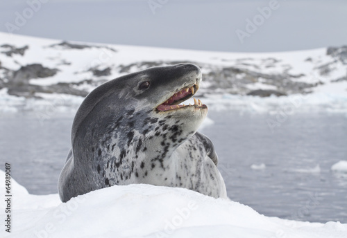 leopard seal which lies on an ice floe
