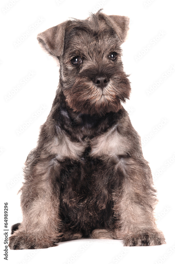 Zwergschnauzer Welpe sitzend Zwergschnauzer Welpe sitzend