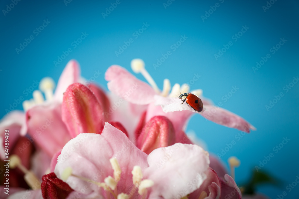 Weigela Weigela