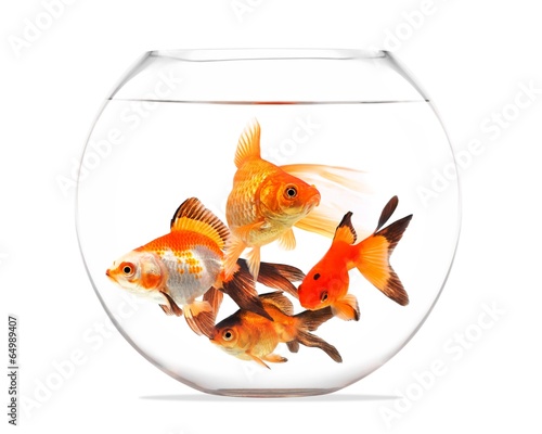 Goldfish floating in glass sphere and on a white background