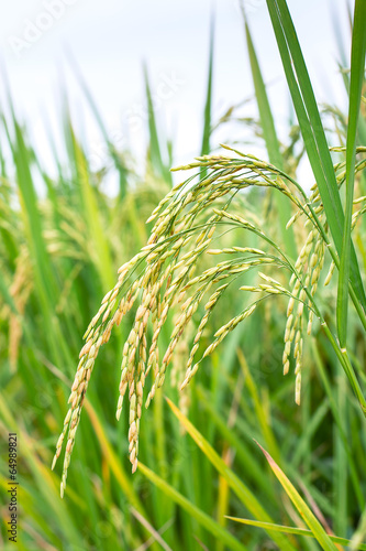 Rice spike in rice field.