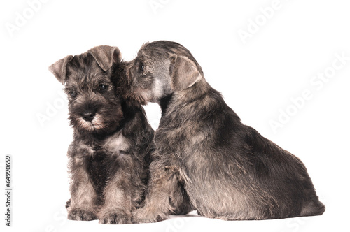 Zwergschnauzer Welpen Geschwister sitzend