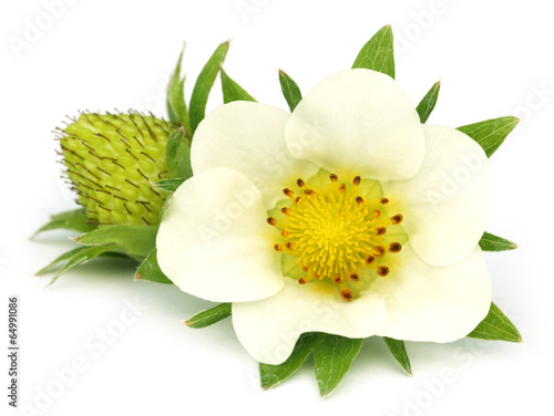 Strawberry flower with young fruit