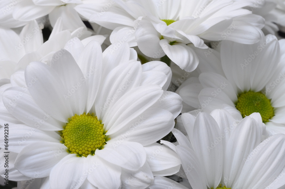 Obraz premium White daisy flower bouquet