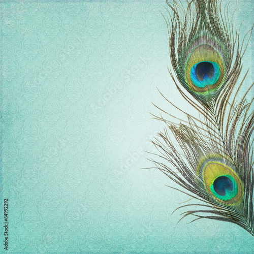 Vintage background with peacock feathers