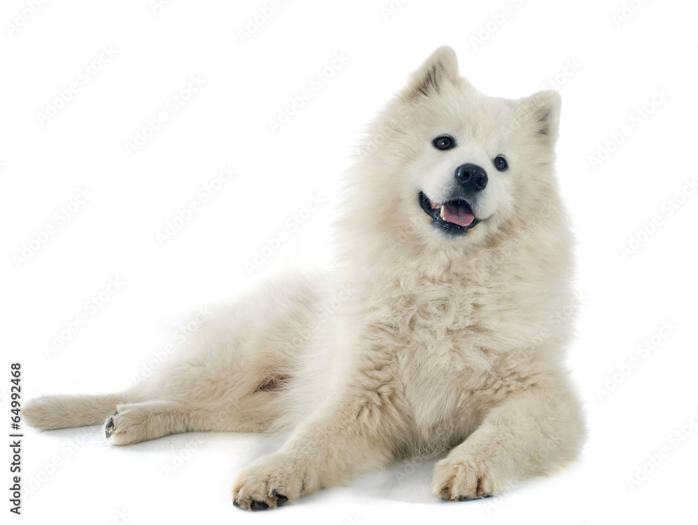 Obraz premium Samoyed