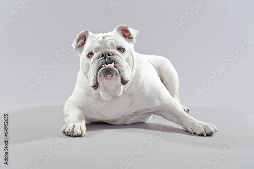 Fototapeta Naklejka Na Ścianę i Meble -  White english bulldog lying on the floor. Studio shot against gr