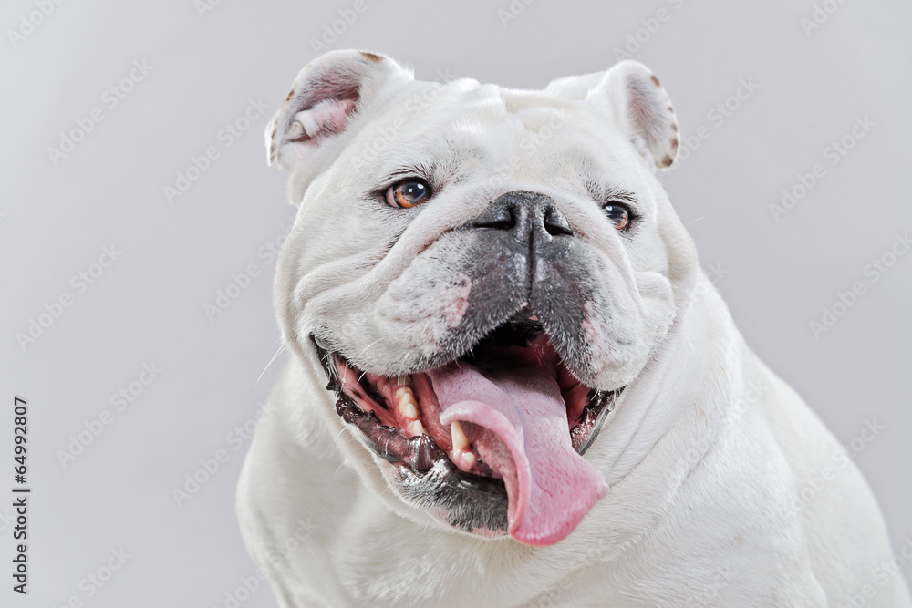 White english bulldog. Close-up of head. Studio shot against gre