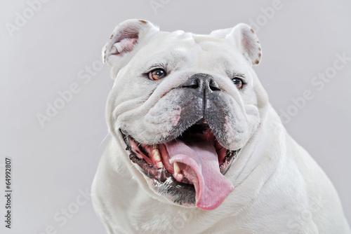 Fototapeta Naklejka Na Ścianę i Meble -  White english bulldog. Close-up of head. Studio shot against gre