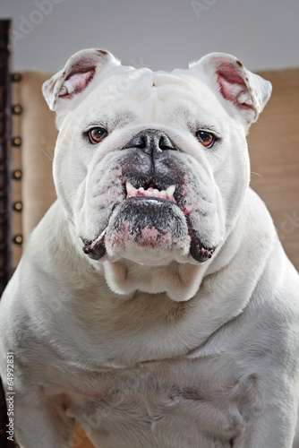 Fototapeta Naklejka Na Ścianę i Meble -  White english bulldog sitting on chair. Studio shot against grey