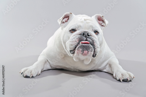 Fototapeta Naklejka Na Ścianę i Meble -  White english bulldog lying on the floor. Studio shot against gr