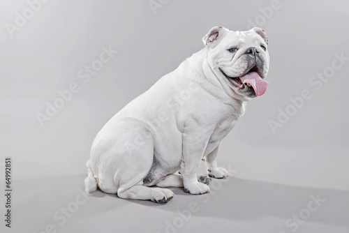 Fototapeta Naklejka Na Ścianę i Meble -  White english bulldog lying on the floor. Studio shot against gr
