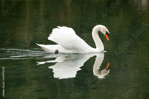 Fototapeta Naklejka Na Ścianę i Meble -  swimming male mute swan 7882