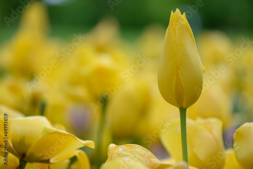 tulipani gialli photo