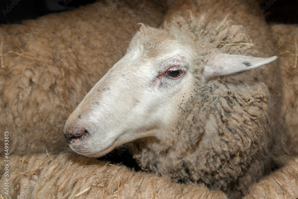 Sheep Amongst Other Sheep Waiting to be Sheared Sheep Amongst Other Sheep Waiting to be Sheared