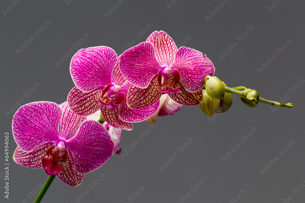 Obraz premium Orchid.