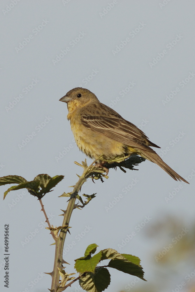 Kappenammer (Emberiza melanocephala) Kappenammer (Emberiza melanocephala)