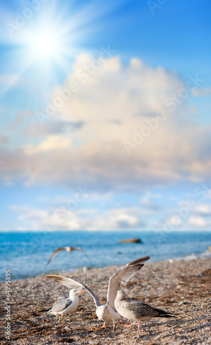 seagulls on the beach