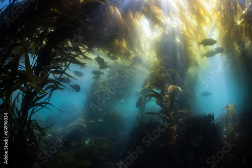 Shallow Kelp Forest #64996034