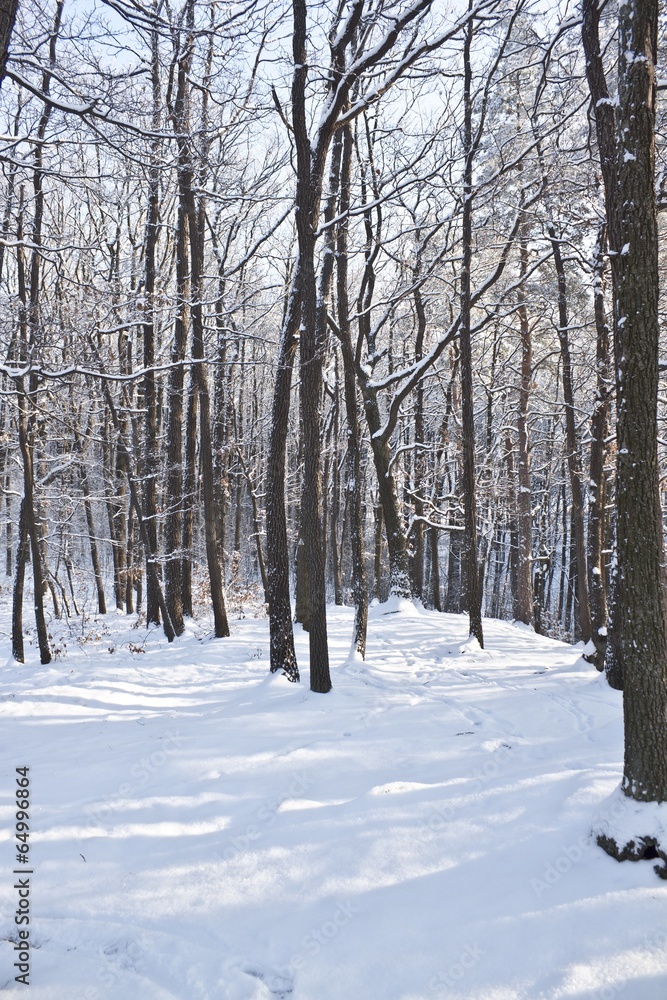 Winter Wonderland Winter Wonderland