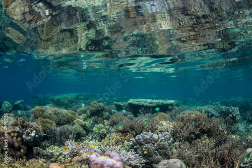 Healthy Coral Reef 4 © ead72